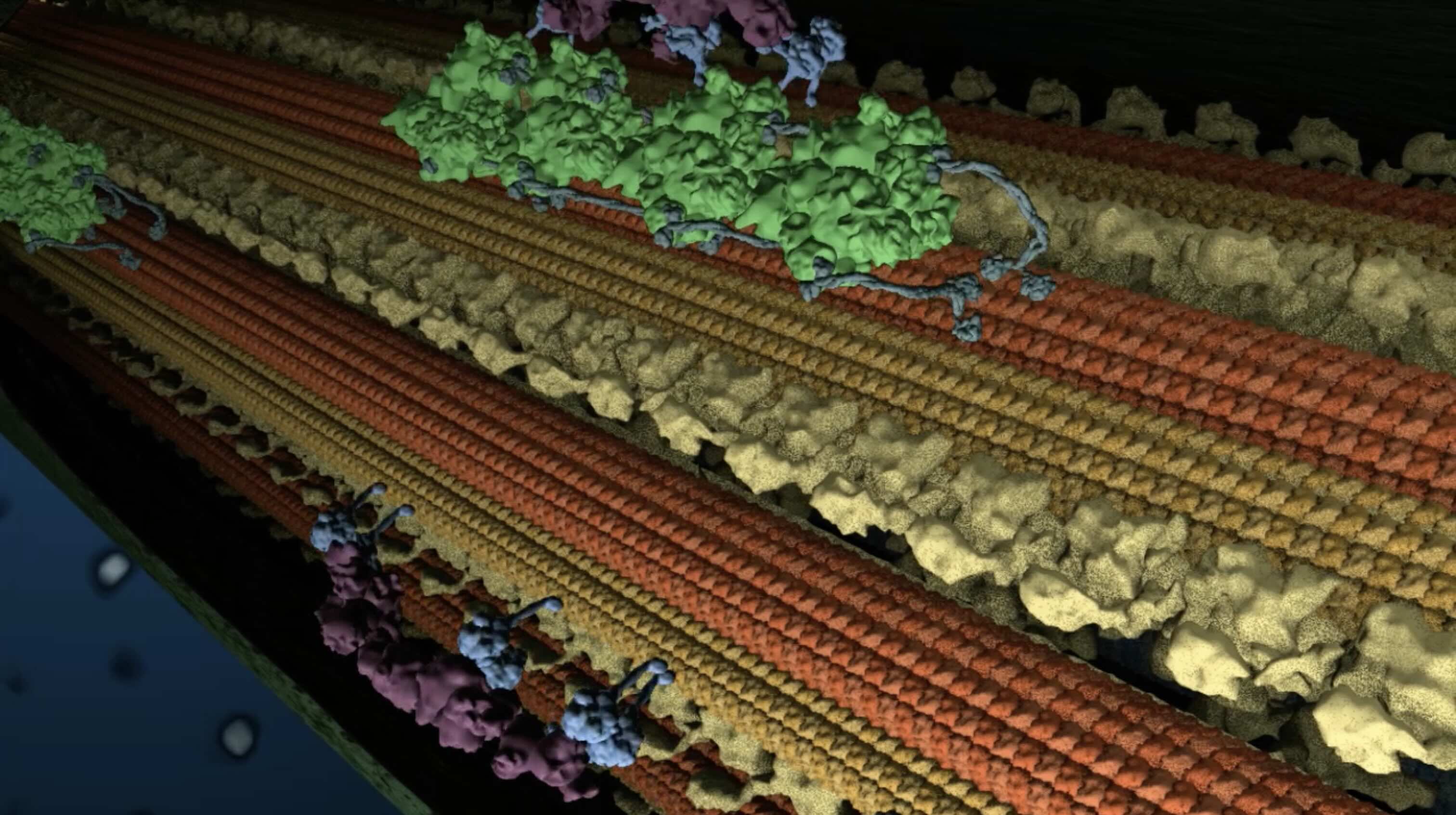 Preview still from an intraflagellar transport animation