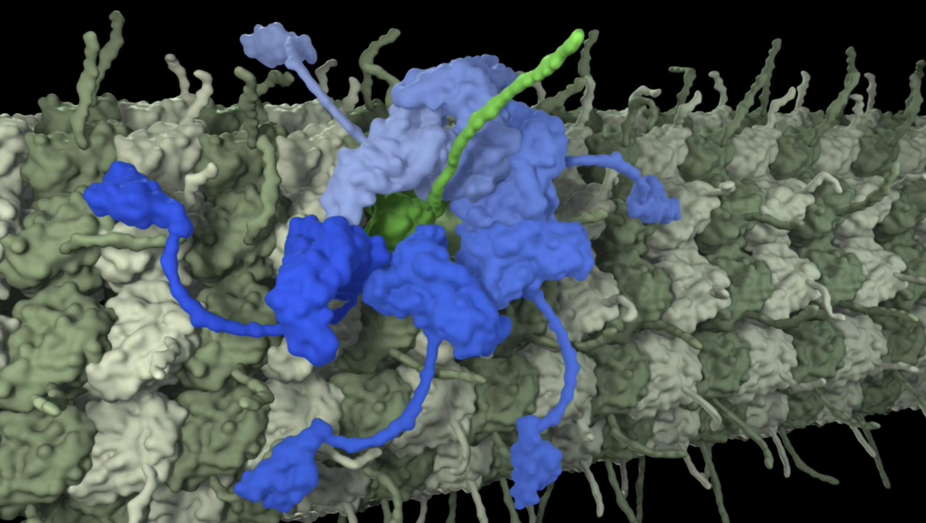 Preview still from a katanin molecular animation