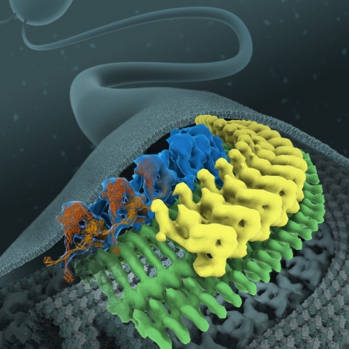 Scientific illustration of a membrane protein complex