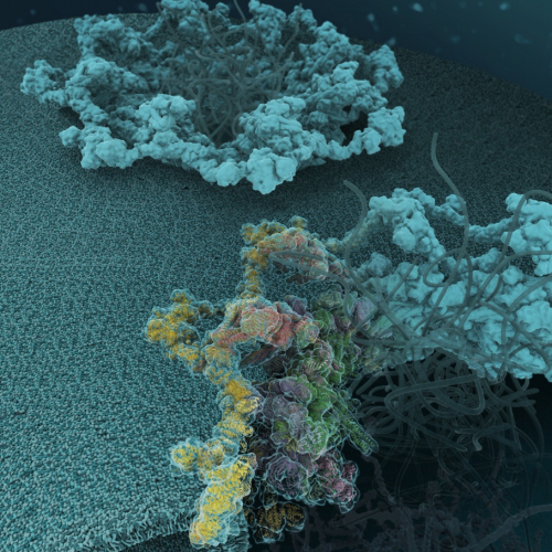 Scientific illustration of a membrane-associated protein complex