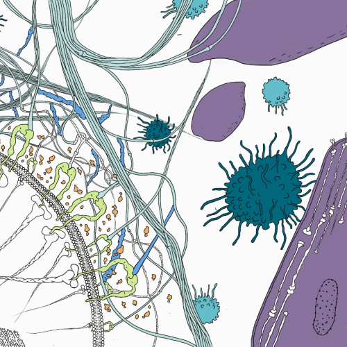 Editorial scientific illustration of a cellular cross-section